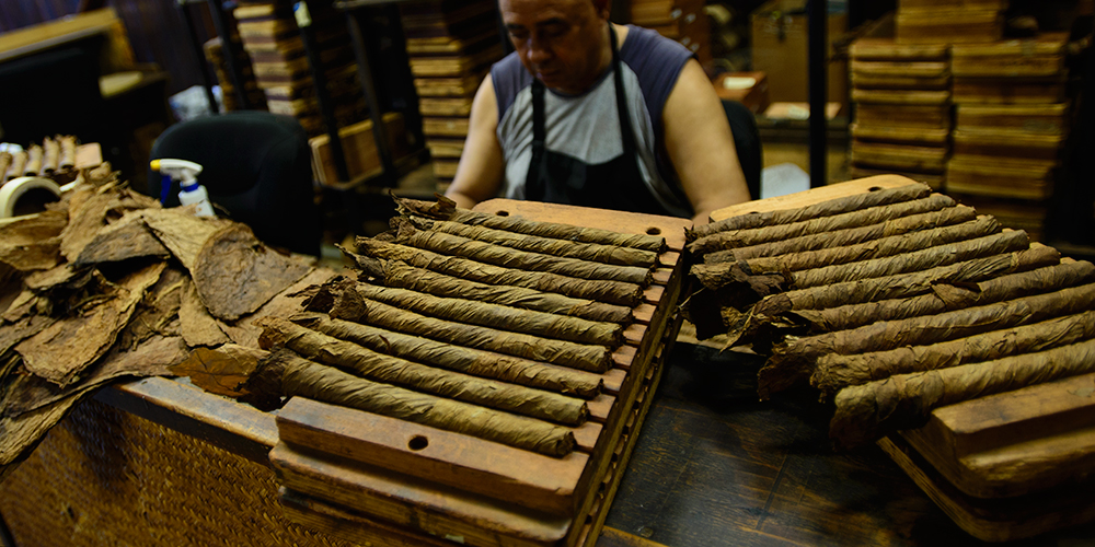 Freshly made Cigars