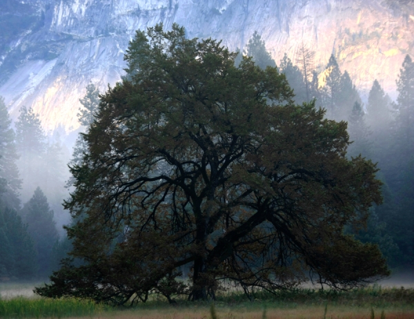 Yosemite Tree